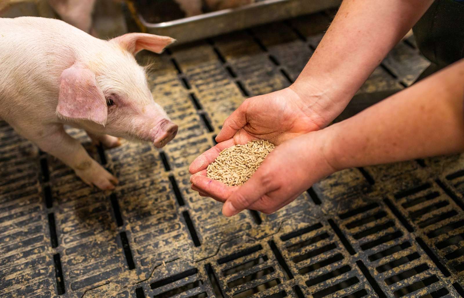 ‘GMP+ to nie jest zwykły projekt, to nowy sposób działania’