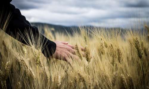 Mapa drogowa dla przyszłościowego sektora paszowego