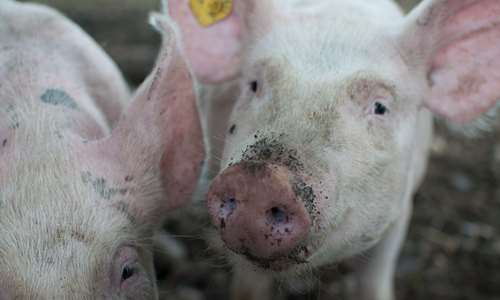 Just transport goods, not the African Swine Fever!